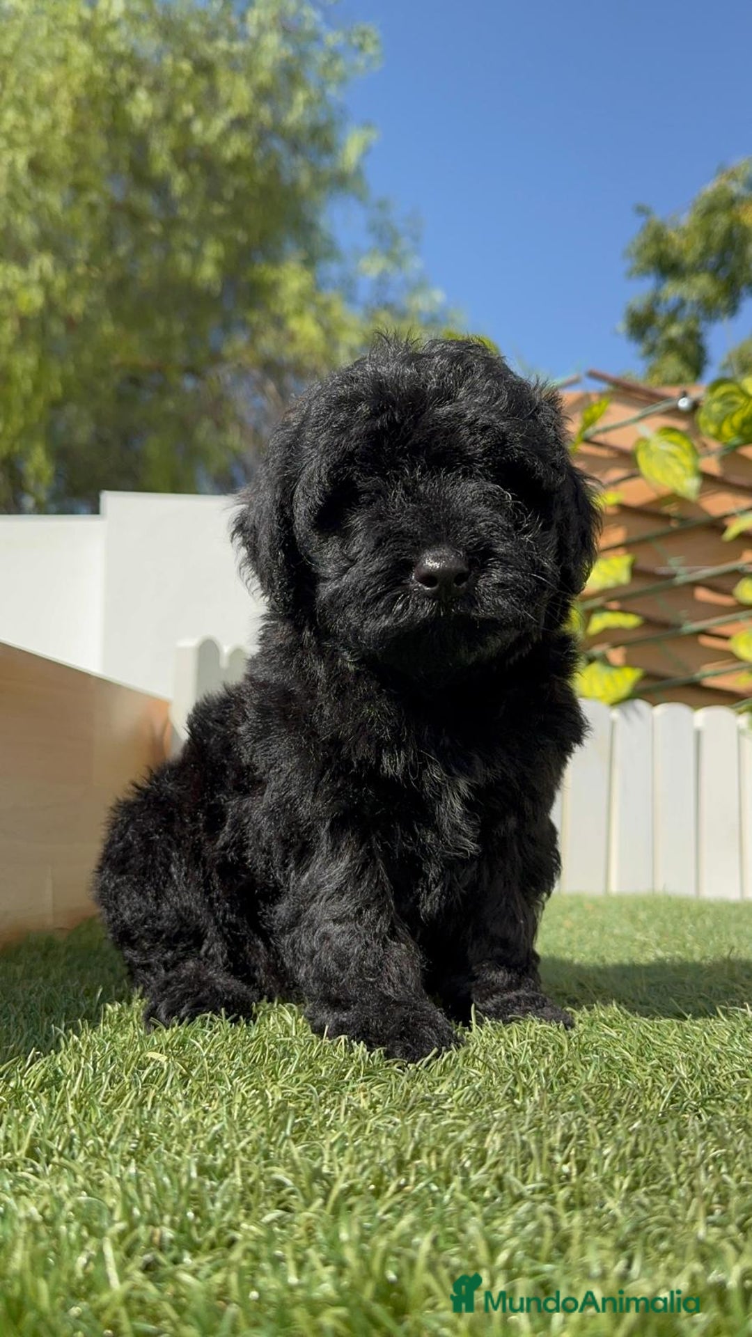 Perro de Agua Español perros en venta: PERRO DE AGUA ESPAÑOL MACHO - Imagen 5