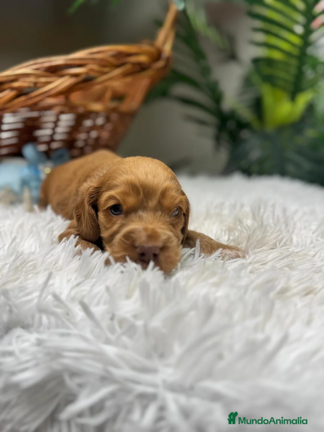 Cocker Spaniel Inglés perros en venta: COCKER SPANIEL INGLES - Anuncio 11