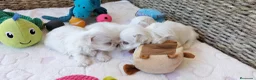 Bichón Maltés perros en venta: Preciosos cachorritos BICHÓN MALTÉS - Anuncio 6