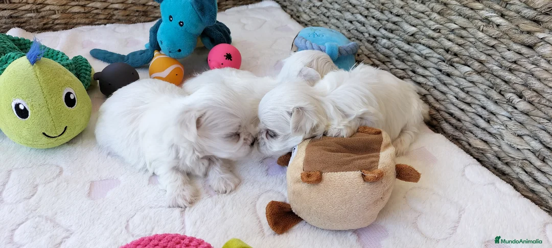 Bichón Maltés perros en venta: Preciosos cachorritos BICHÓN MALTÉS - Anuncio 6