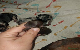 Chihuahua perros en venta: Último macho merle  - Imagen 3