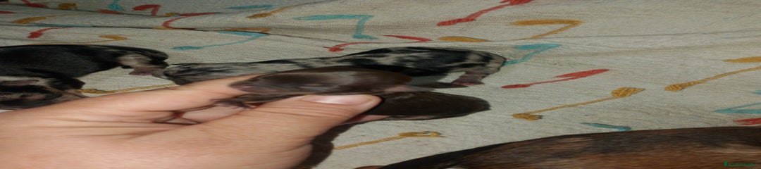 Chihuahua Cachorro 2