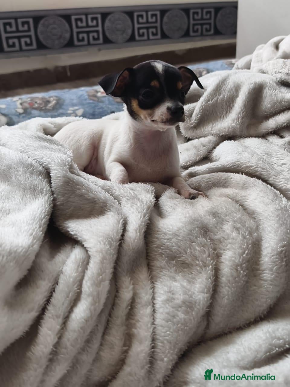 Chihuahua perros Chihuahua HEMBRA  - Anuncio 1