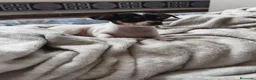 Chihuahua perros en venta: Chihuahua HEMBRA  - Anuncio 1