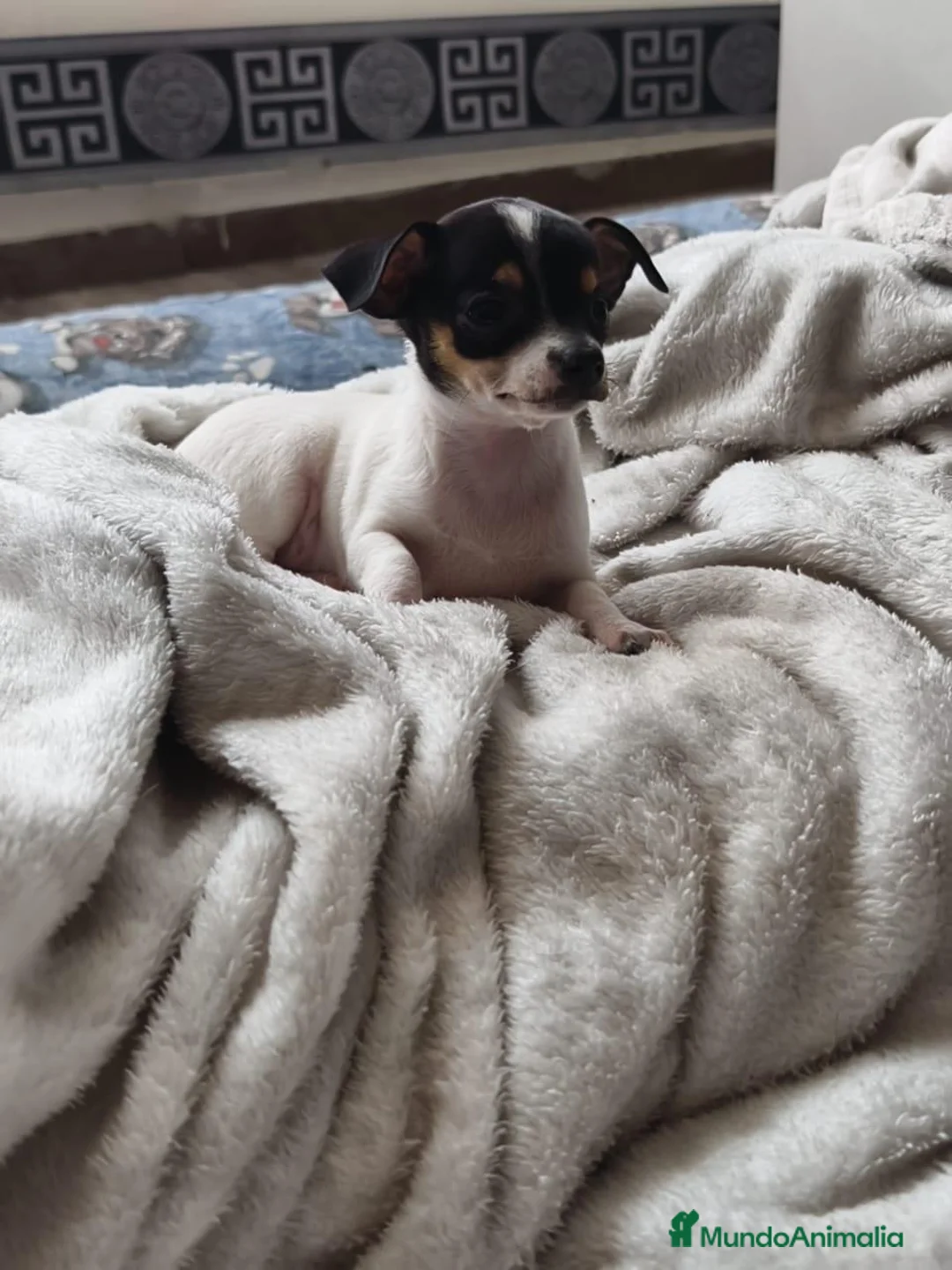 Chihuahua perros en venta: Chihuahua HEMBRA  - Anuncio 1