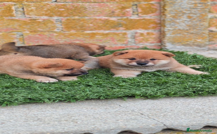 Shiba Inu perros - Anuncio 1