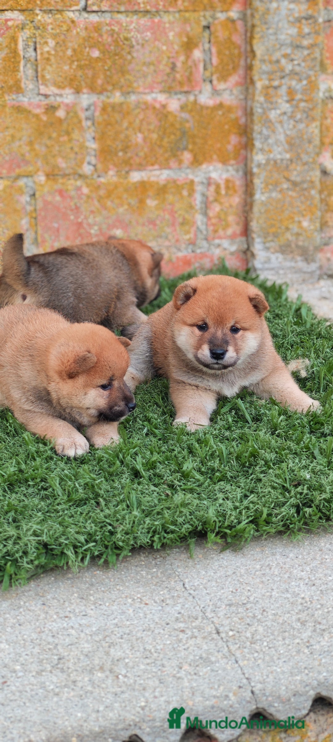 Shiba Inu perros en venta: Shiba inu  - Imagen 1