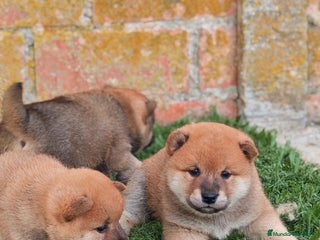 Shiba Inu perros - Anuncio 3