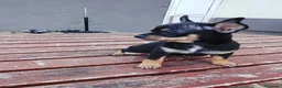Chihuahua perros en venta: Chihuahuas  - Anuncio 4