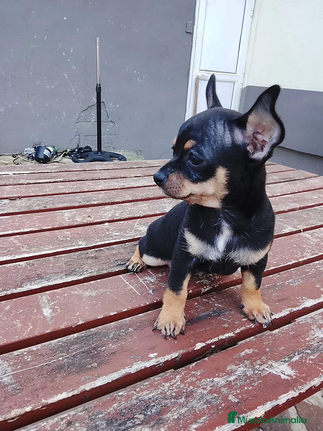 Chihuahua perros en venta: Chihuahuas  - Anuncio 4