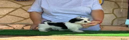 Shih Tzu perros en venta: Shihtzu blanco y negro - Anuncio 5