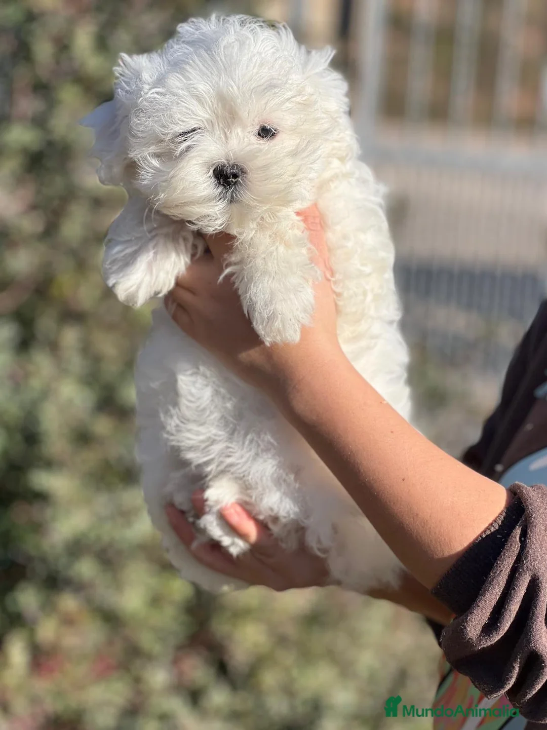 Bichón Maltés perros en venta: BICHÓN MALTES TOY COREANO en Barcelona - Anuncio 3