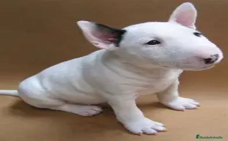 Bull Terrier perros - Propaganda 1