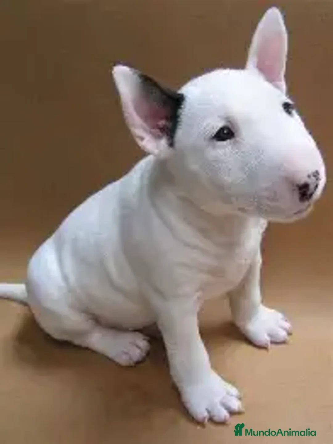 Bull Terrier perros en venta: CACHORRO BULLTERRIER  - Imagen 1