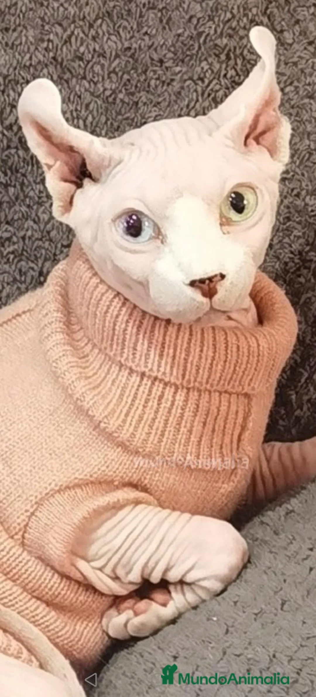 Imagen de galería {{count}}