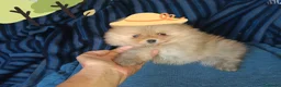Pomerania perros en venta: POMERANIA PRECIOSA - Anuncio 1