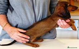 Teckel perros en venta: Teckel de pelo fino - Imagen 4