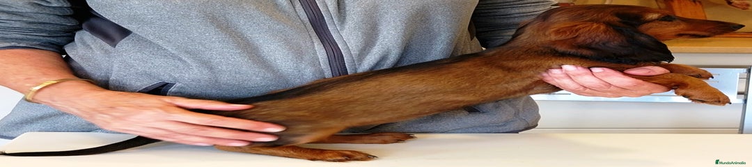 Teckel Cachorro 5