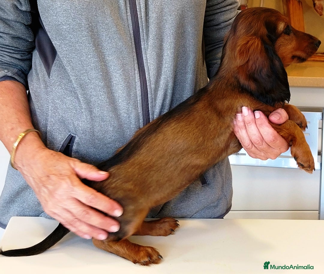 Teckel perros en venta: Teckel de pelo fino - Imagen 4