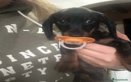 Teckel Miniatura perros en venta: Teckel miniaturas - Imagen 3