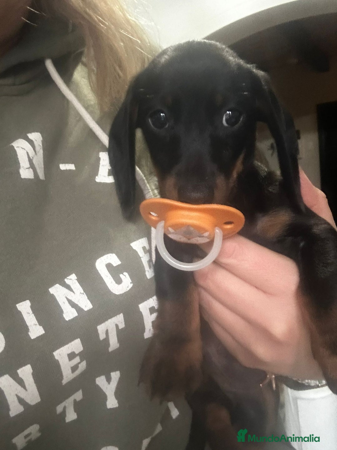 Teckel Miniatura perros en venta: Teckel miniaturas - Imagen 3