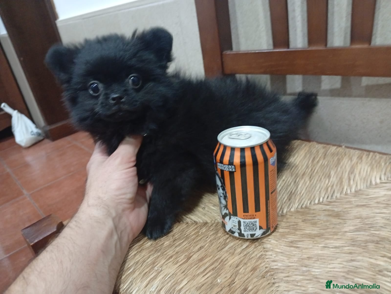 Pomerania perros Pomerania  - Anuncio 2