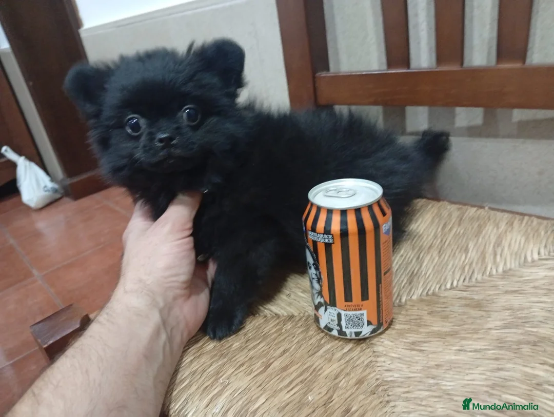 Pomerania perros en venta: Pomerania  - Anuncio 1