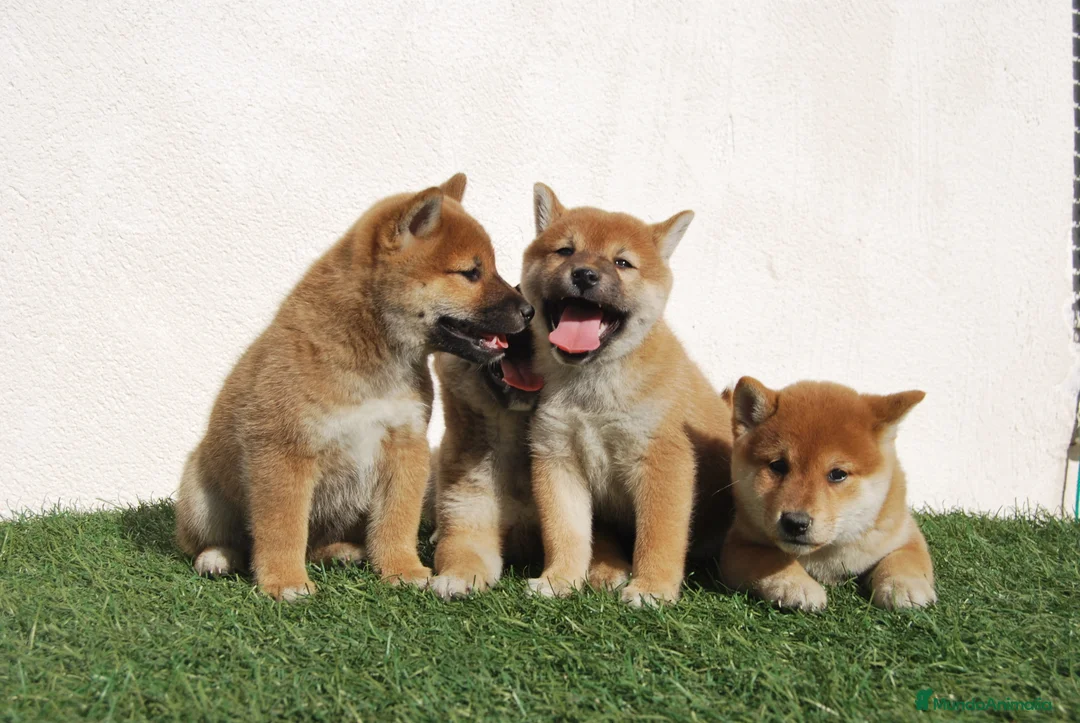 Shiba Inu perros en venta: Shiba inu del alto del pago en Madrid - Anuncio 2