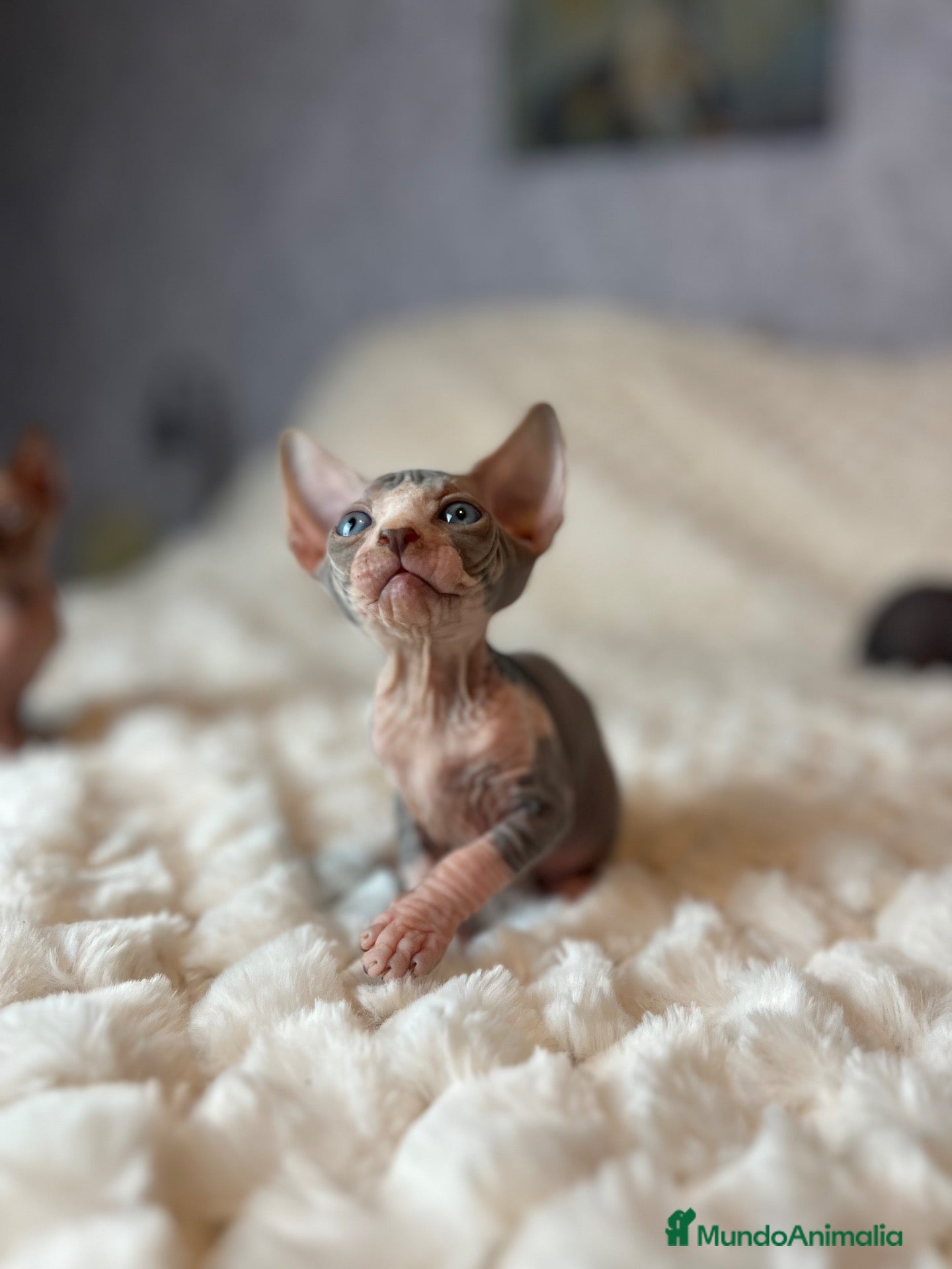 Sphynx gatos Sphynx - Anuncio 1