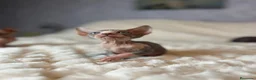 Sphynx gatos en venta: Sphynx - Anuncio 1