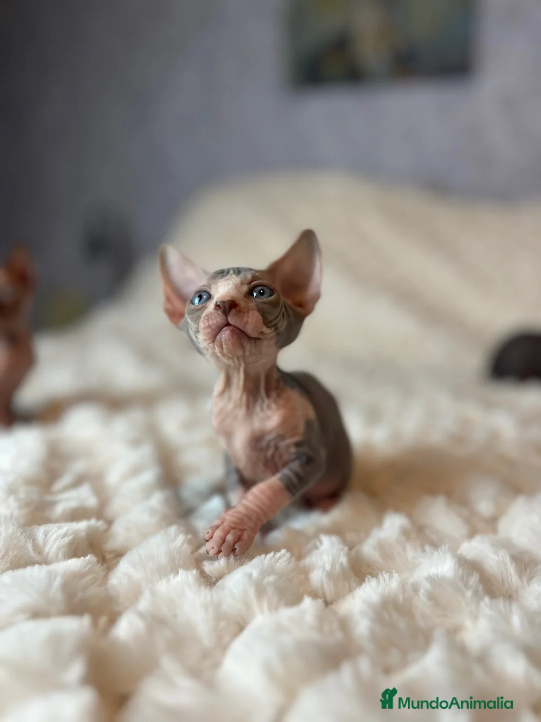 Sphynx gatos en venta: Sphynx - Anuncio 1