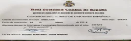 Pastor Alemán perros en venta: Cachorra pastor alemán  - Anuncio 9