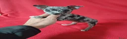 Chihuahua perros en venta: Chihuahua Mini Arlequin  - Anuncio 1