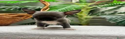 Chihuahua perros en venta: 🐾 CHIHUAHUA BLUE 🐾   - Anuncio 4