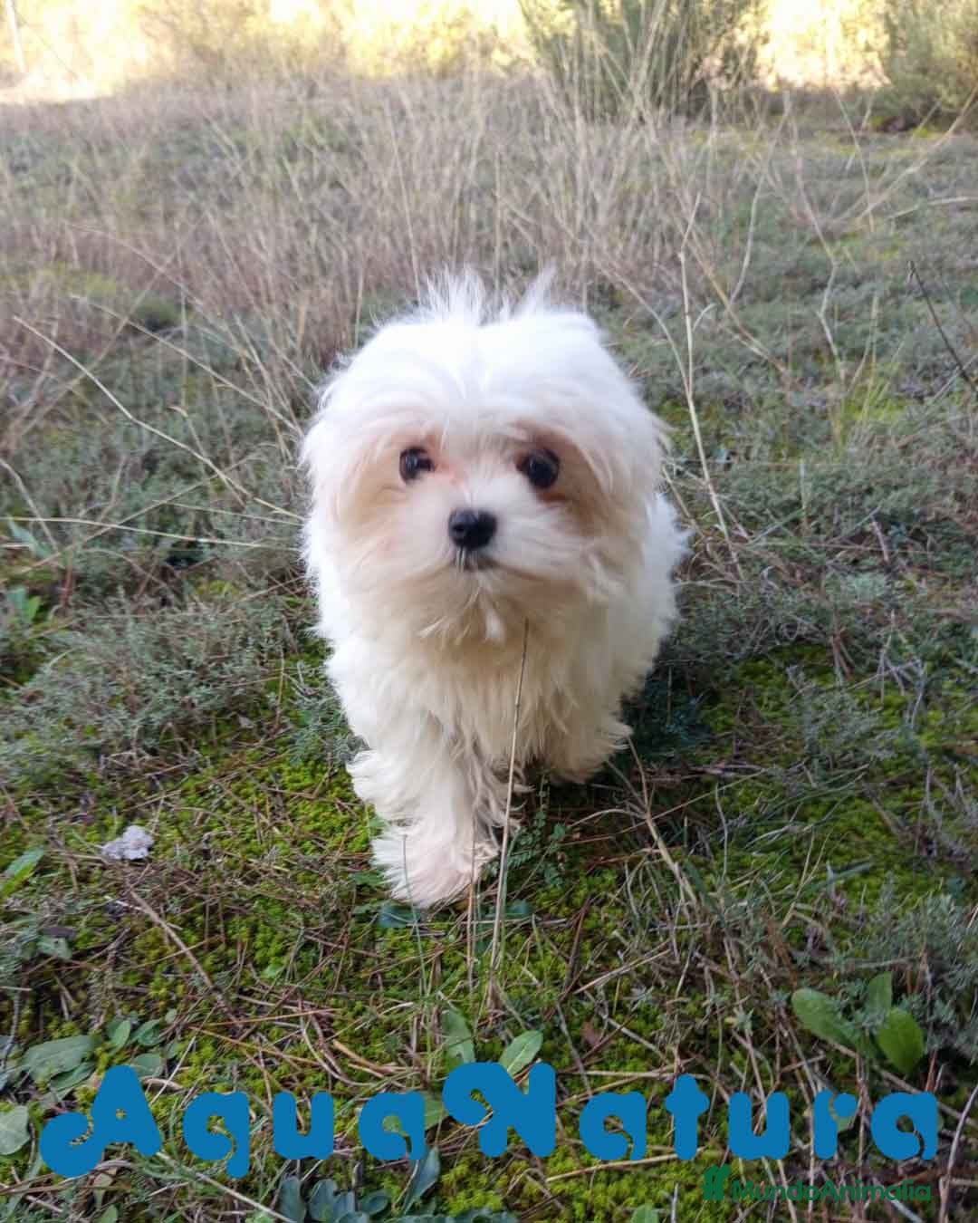 Bichón Maltés perros en venta: Bichon Maltes Macho de Cora 4566 AQUANATURA - Anuncio 6