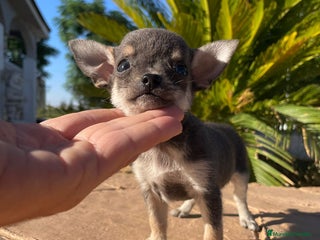 Chihuahua perros chihuahua miniatura - Anuncio 2