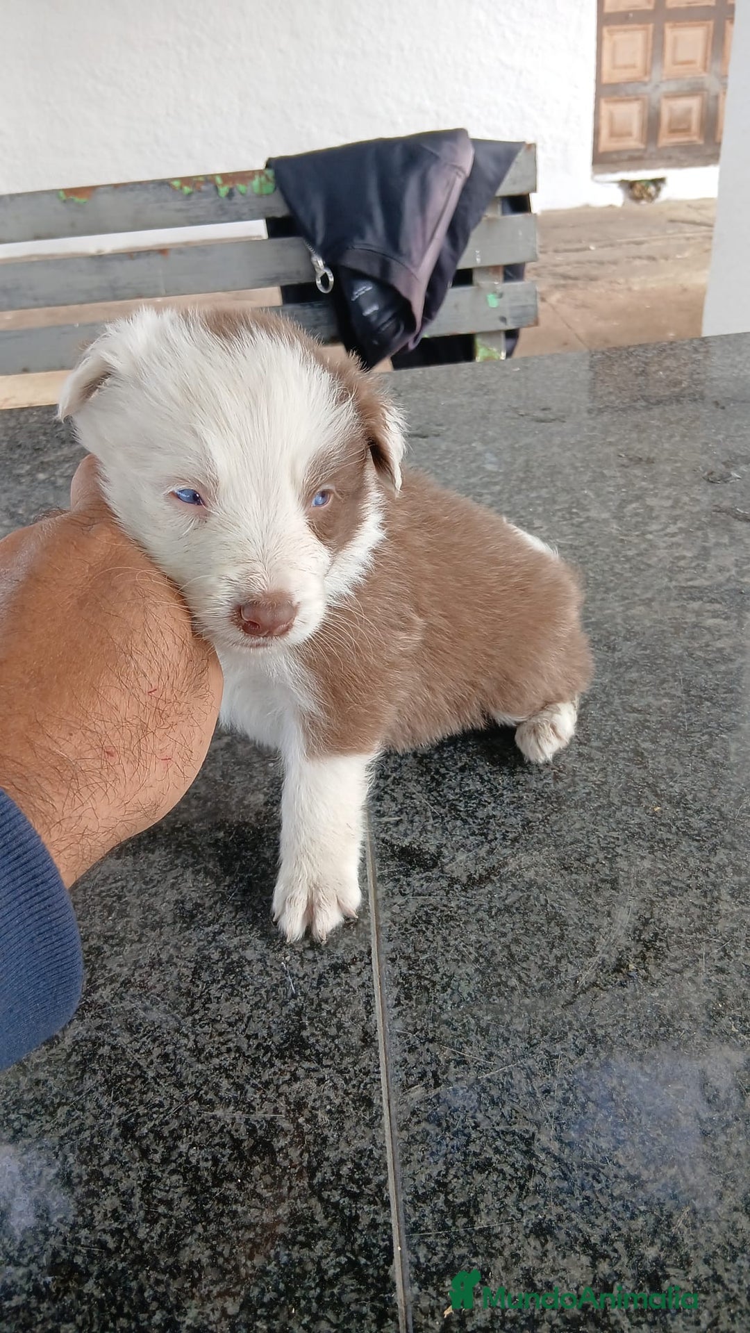 Border Collie perros en venta: BORDER COLLIE , VARIOS COLORES 🌈 - Imagen 1