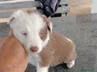 Border Collie perros - Anuncio 19