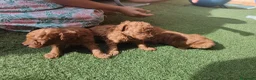 Caniche Toy perros en venta: Preciosos caniches rojos en Madrid - Anuncio 7