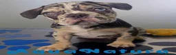 Bulldog Francés perros en venta: Bulldog Frances Macho 9811 AQUANATURA - Anuncio 5