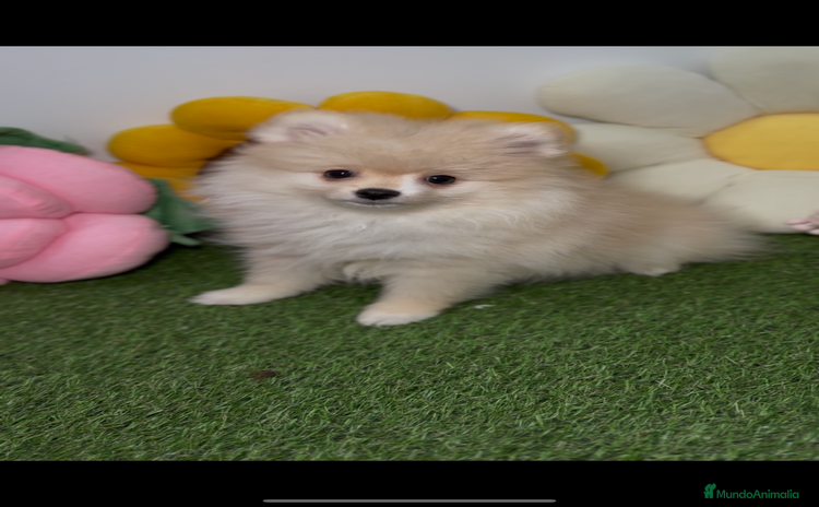 Pomerania perros - Propaganda 10