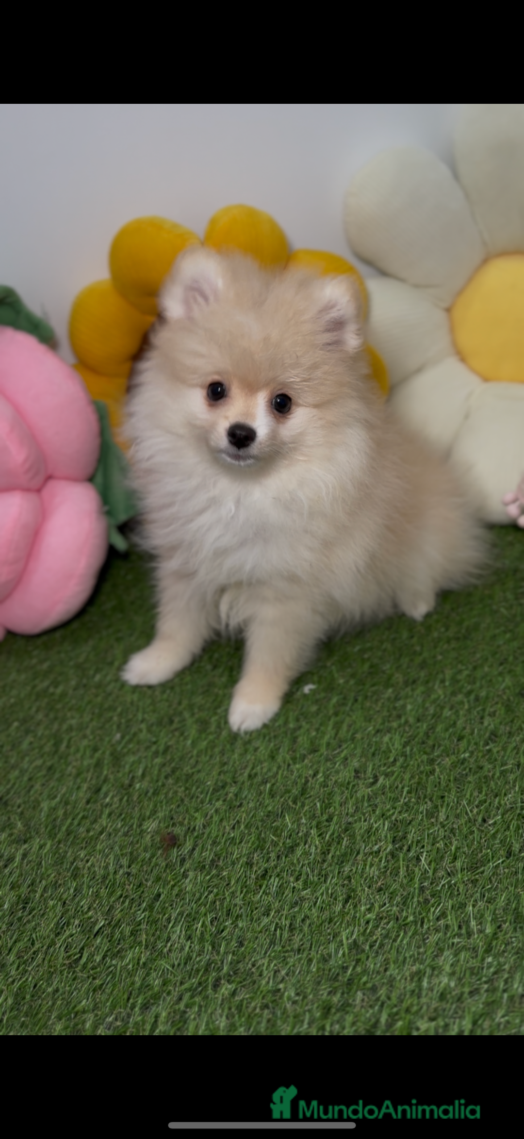 Pomerania perros en venta: Pomerania color crema  - Imagen 1