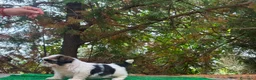 Shih Tzu perros en venta: Hembrita de shih tzu - Anuncio 5