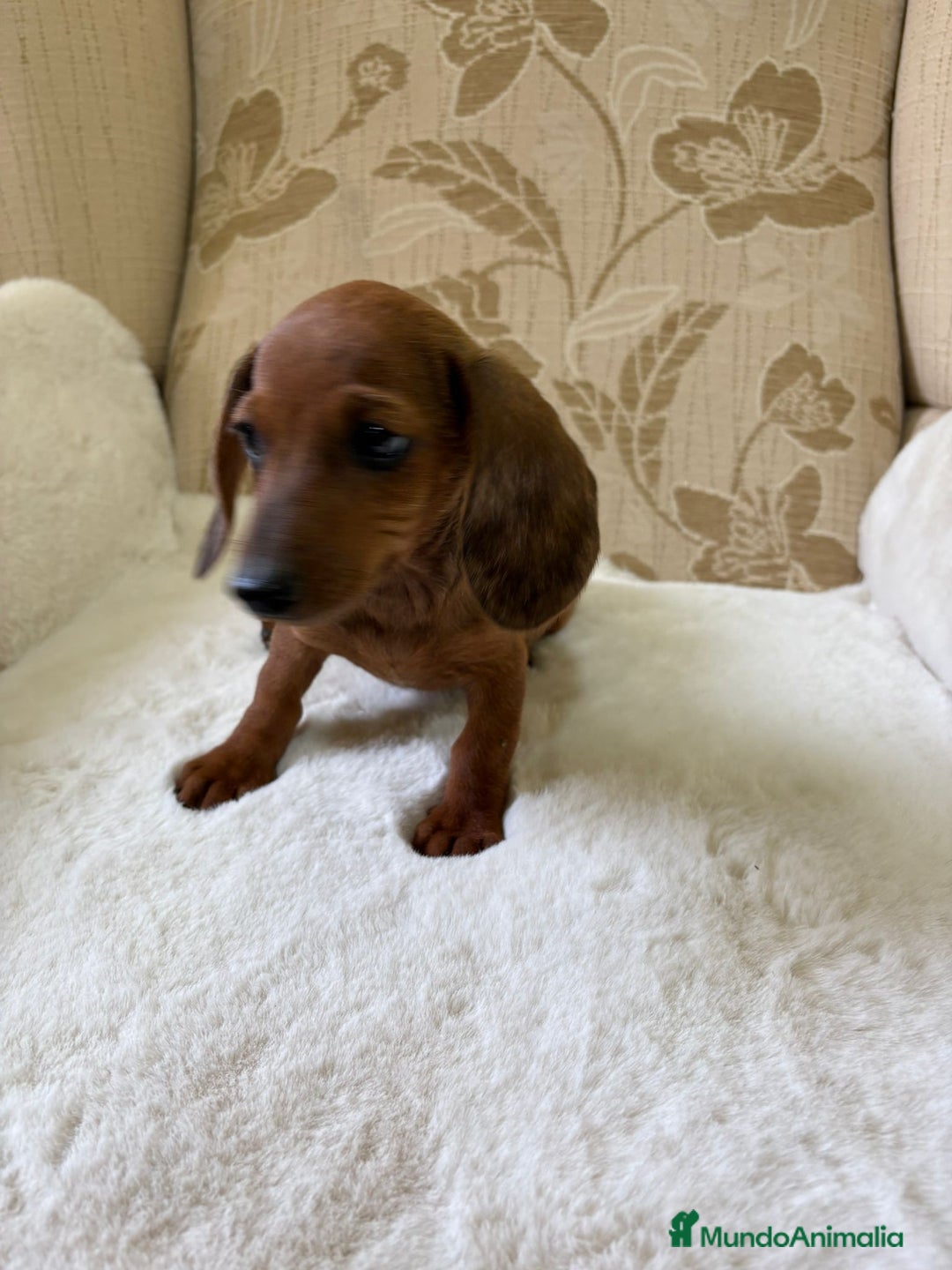 Teckel Miniatura perros en venta: Teckel kaninchen cachorro macho  - Imagen 16