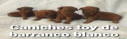 Caniche Toy perros en venta: Caniches toy con pedigree - Anuncio 6