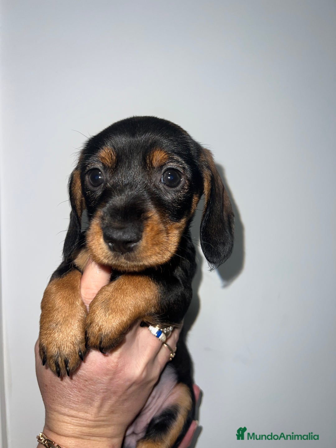 Teckel perros en venta: CACHORRITA DE TECKEL HEMBRA DISPONIBLE - Anuncio 4