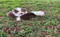 Pastor Australiano perros en venta: Pastor Australiano  - Imagen 10