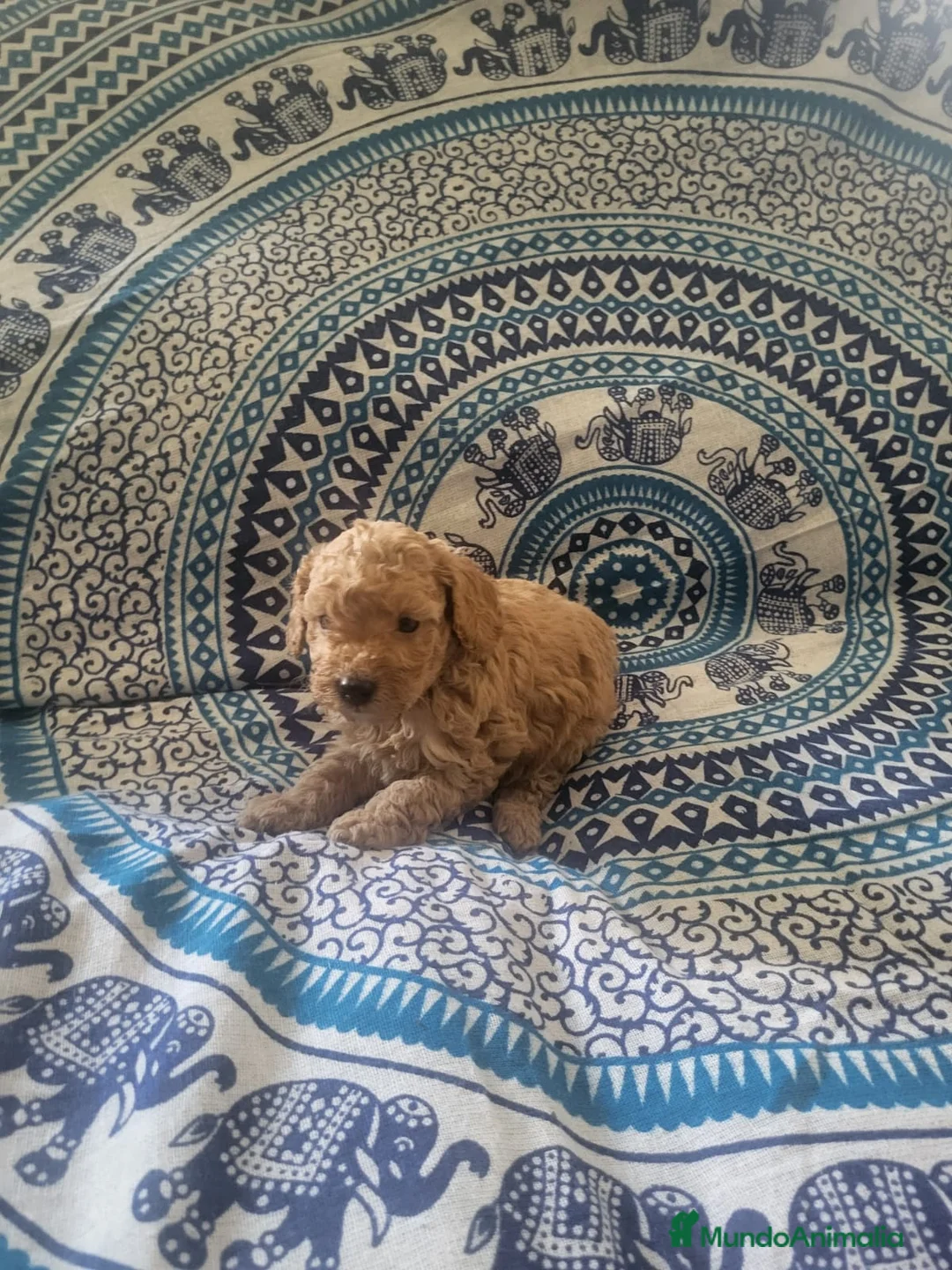 Caniche Enano perros en venta: Caniches en Barcelona - Anuncio 2