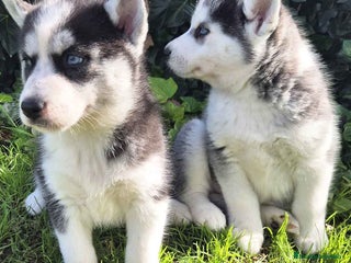 Husky Siberiano perros en Barcelona - Anuncio 15
