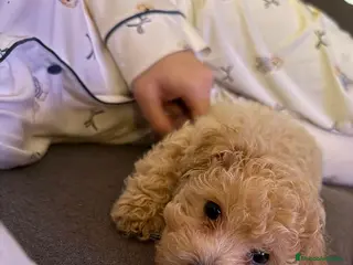 Caniche Toy perros Excelente camada de caniche toy color champang - Anuncio 2